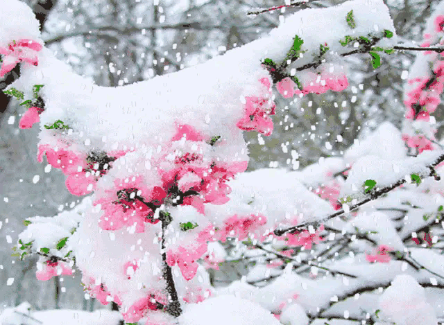 《春雪》作者/邢志坚 诵读/立力 编辑/五指山【花雨馨声】有声文学平台【第279期】（图3）