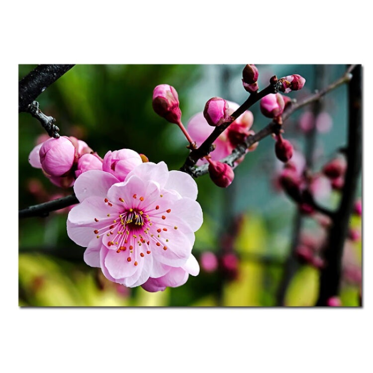 十里桃花我在等你 文/水云间（图2）