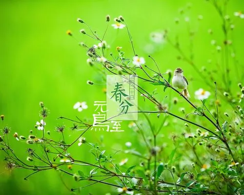 若梅花开/春分:愿你春风得意,带梦飞翔