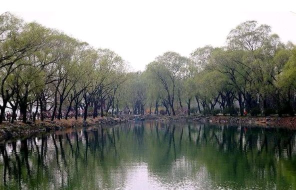 《柳枝飘舞春之歌》作者/赵永富诵读/瑞雪丰年编辑/青青【花雨馨声】有声文学平台【第279期】（图7）