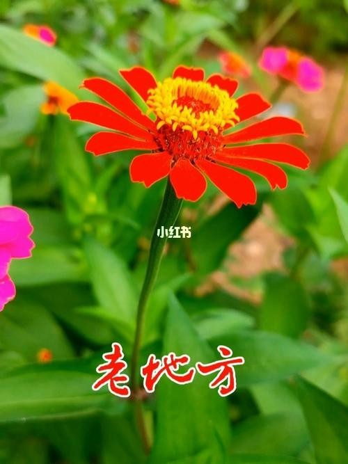 【经典推荐】昨夜天//爱在 那一个夏天 只因有你（图2）
