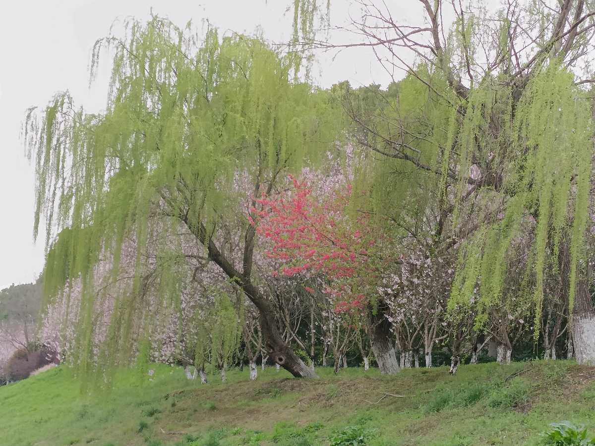 请欣赏作者:春韵佳作《春日清晨》主播:娄华 文诵精彩纷呈！（图4）