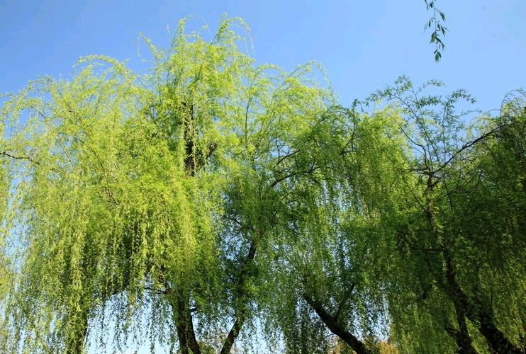 薛有毅（山西榆次）诗词小辑【冰心文化传媒】主编 冰心（图7）