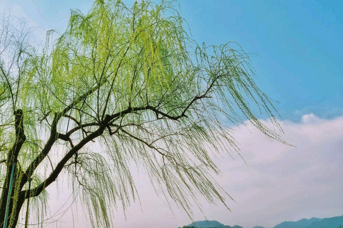 薛有毅（山西榆次）诗词小辑【冰心文化传媒】主编 冰心（图8）