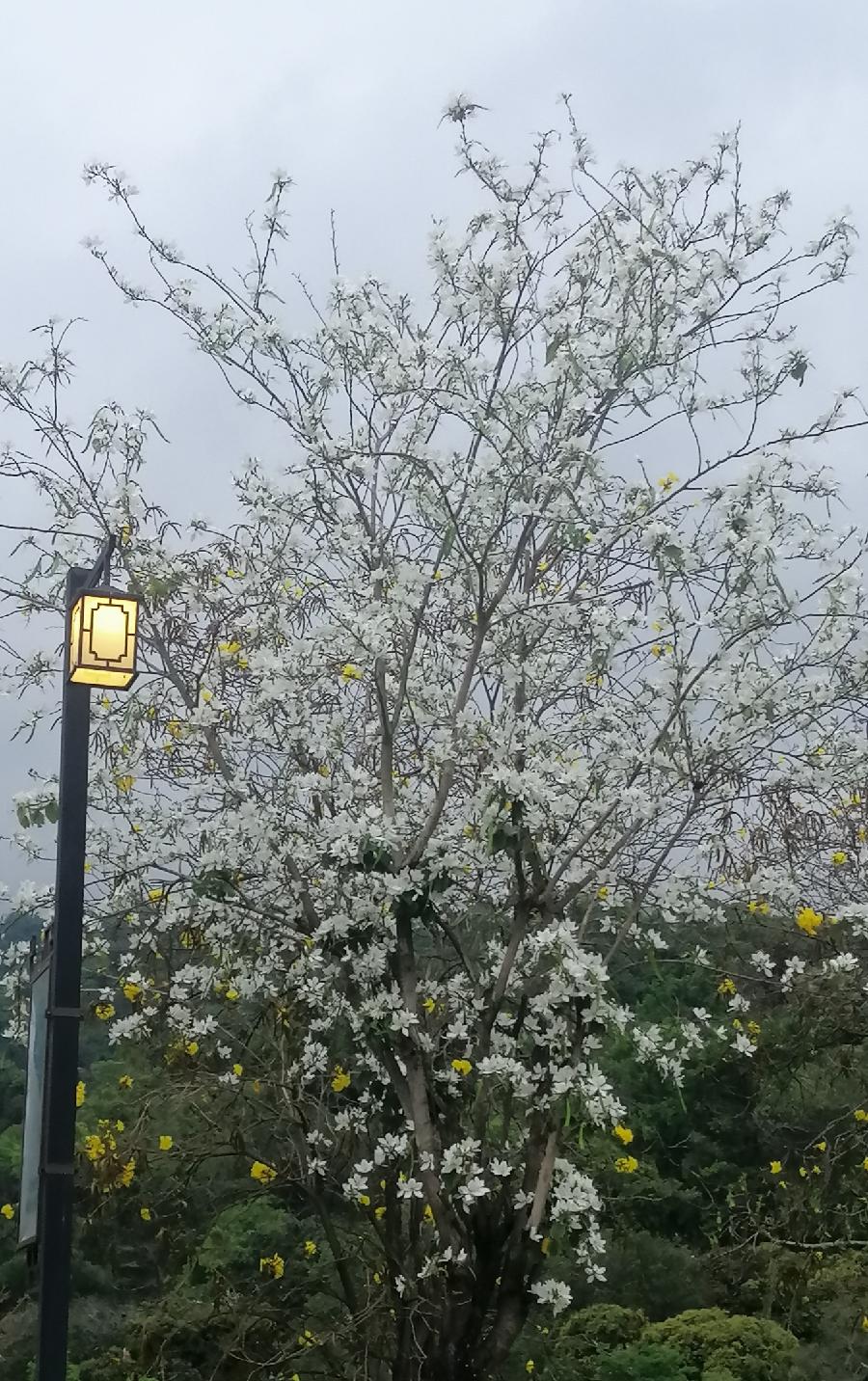 七律 春日解忧（外一首）文／江冲（图6）