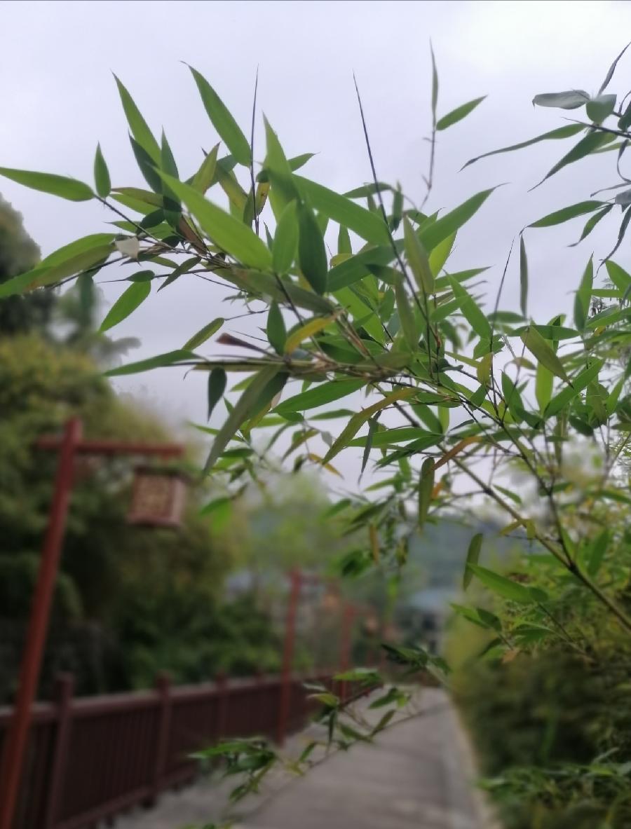 七律 春日解忧（外一首）文／江冲（图7）