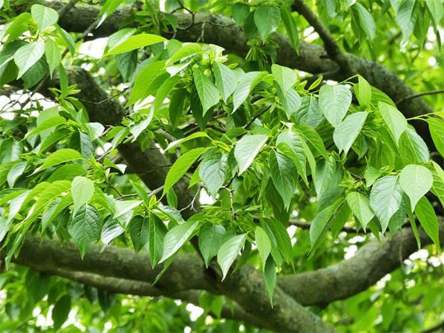 琦琦赵朗诵【杜仲种植歌】作者/牟新宇(图6)