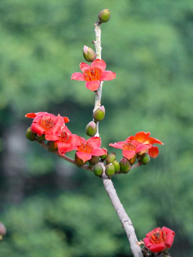 木棉说
