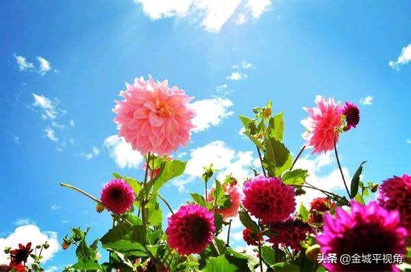 【新山东文学社】《你热爱生活，生活就会充满乐趣》作者/刘桂荣 主播/小小鸟（图6）