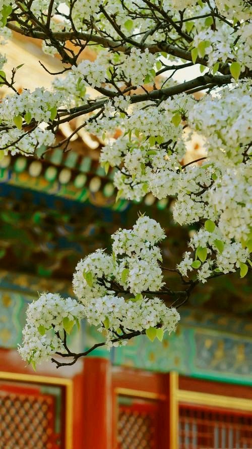 《梨花赋》作者:陈云宁【主播:知语】【桃源国际诗歌集团】用声音传递温暖以诵读致敬人生♬（图4）