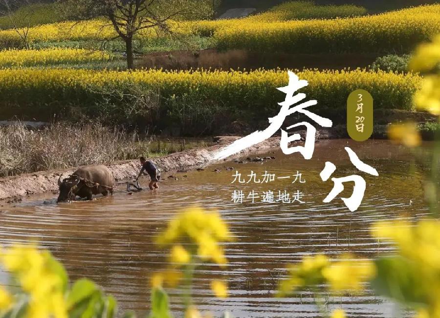 推荐 | 许日辉 七绝《癸卯春分节气有感》十二首(图5)