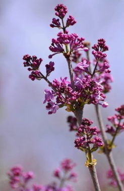 孙文:东北风之九十七《丁香含苞待放时》‖巴彦诗词楹联协会【486】(图3)