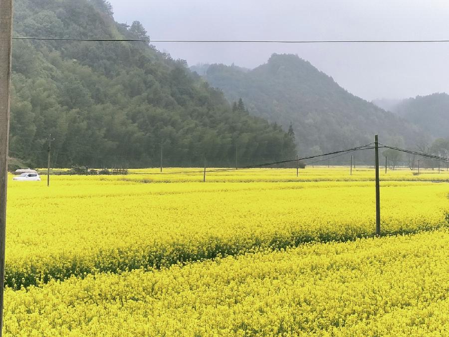 《世界名家》《九江文学社:北京头条》著名艺术家沈志昂先生美文集粹欣赏(图26)