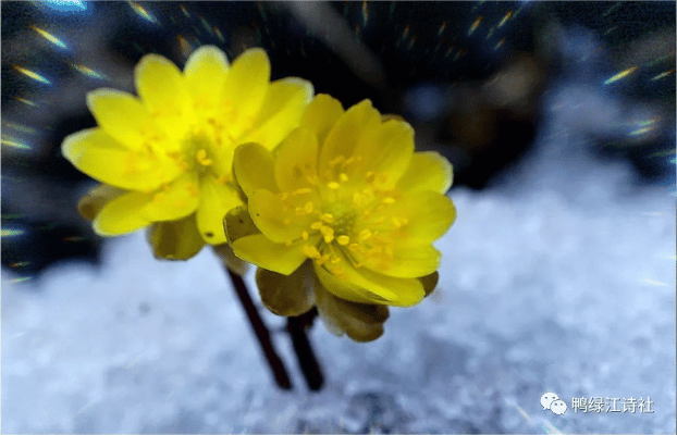 【中国长江文学社】有声文学平台《童年的栀子花》作者卢进国/诵读冬日艳阳/制作宋梅【第5431期】（图2）