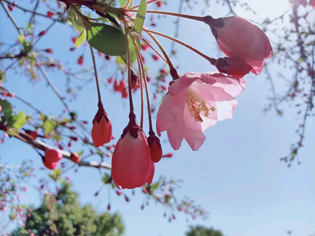 中原精英诗社第32期诗词专刊（图26）
