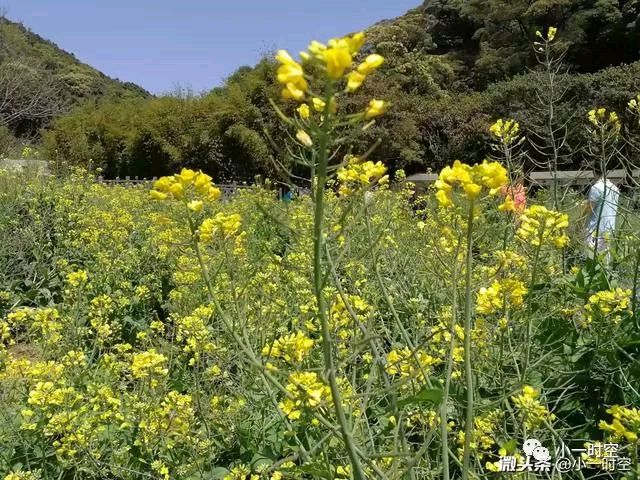 中原精英诗社第32期诗词专刊（图65）