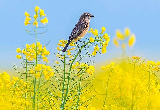 【花雨馨声】有声文学平台 张维清诗歌《油菜花》诵读/抗联编辑/青青【第283期】（图6）
