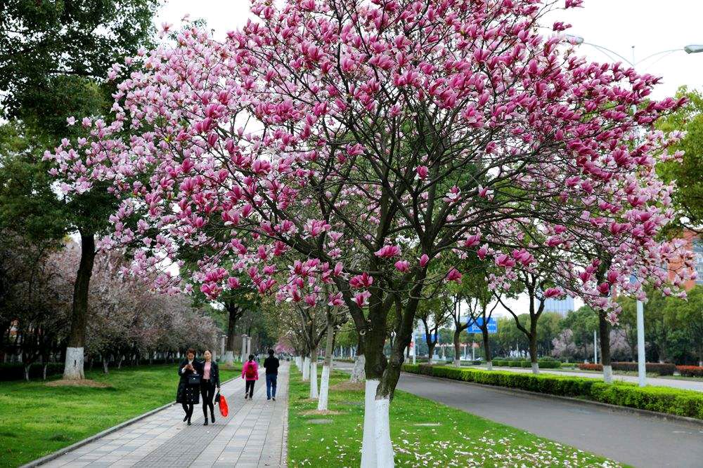 王香谷（悉尼）诗词小编辑【冰心文化传媒】主编 冰心（图13）