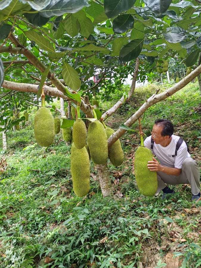 【摄影】国树森:诱人的花果（图8）