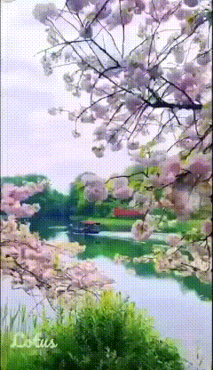 【中国长江文学社】有声文学平台名家名诵《春雨》作者叶子/诵读往事随风/制作宋梅【第5429期】（图2）