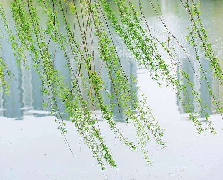 白雪朗诵【剪春四月—春风与春柳(下)】作者/静宜(图8)