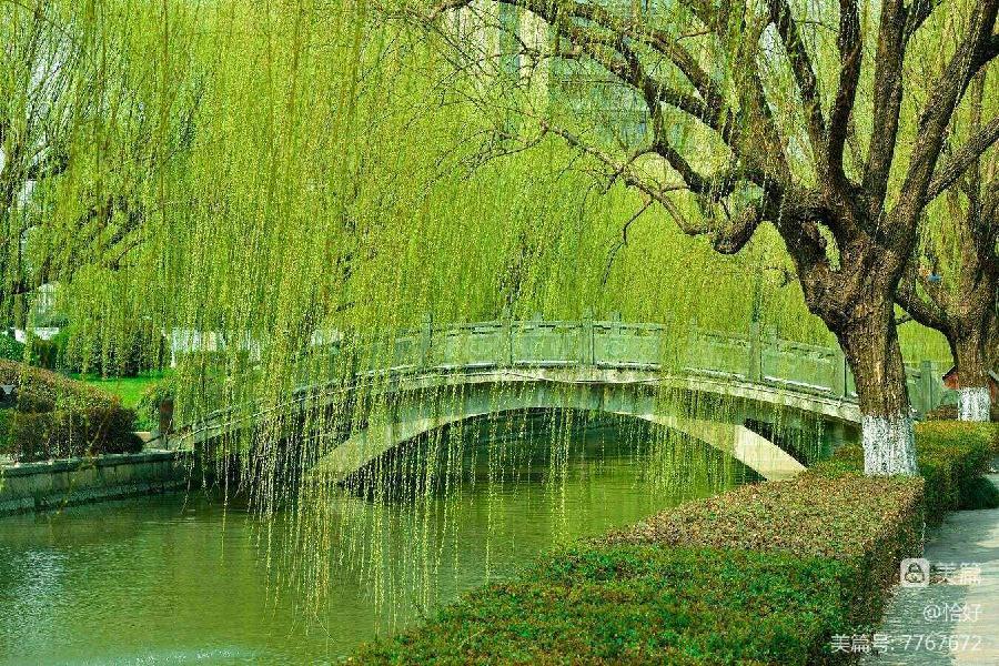 白雪朗诵【剪春四月—春风与春柳（下）】作者/静宜（图4）