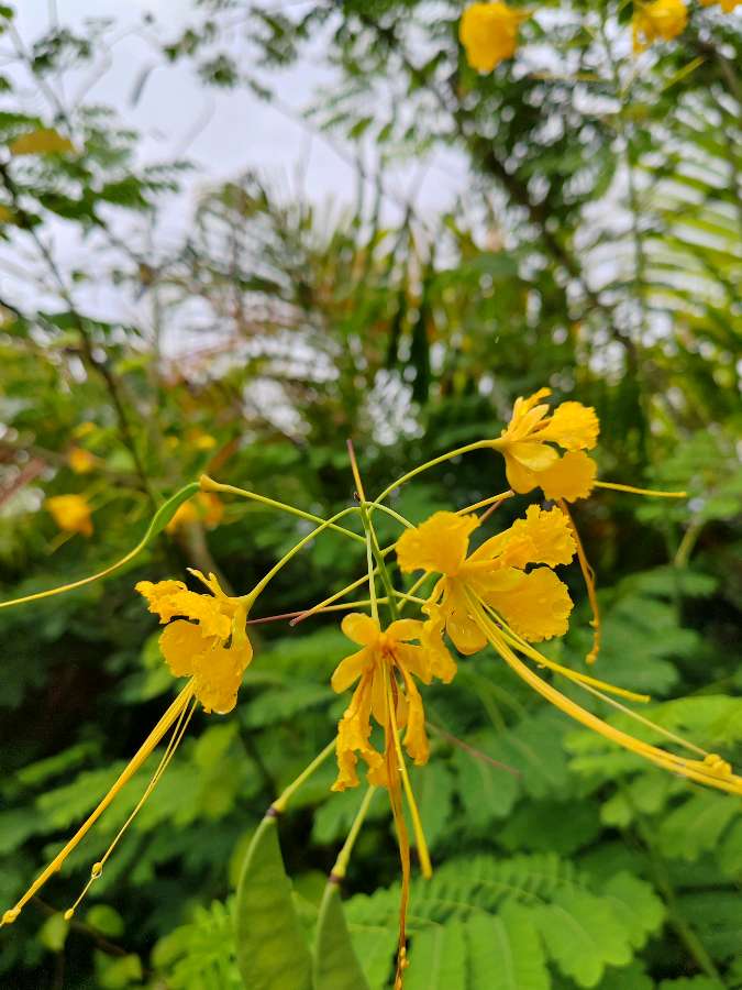 【摄影】国树森:诱人的花果（图26）
