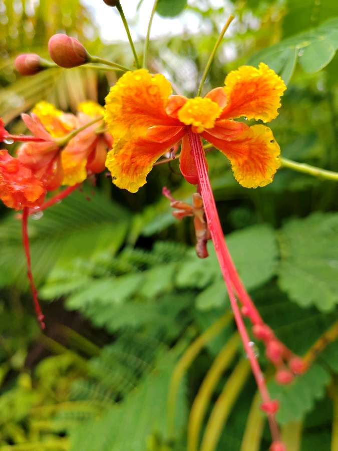 【摄影】国树森:诱人的花果（图29）