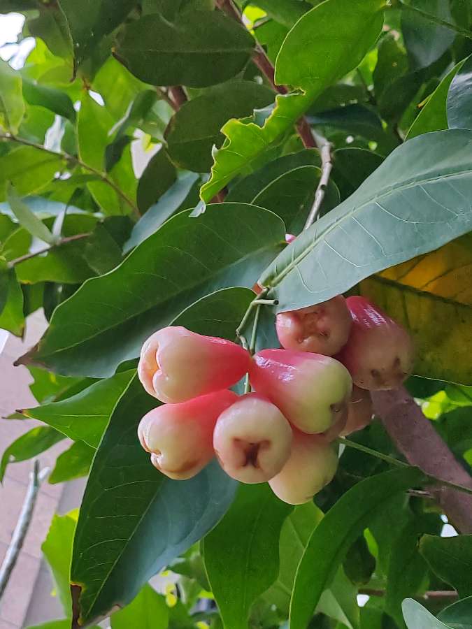 【摄影】国树森:诱人的花果（图31）