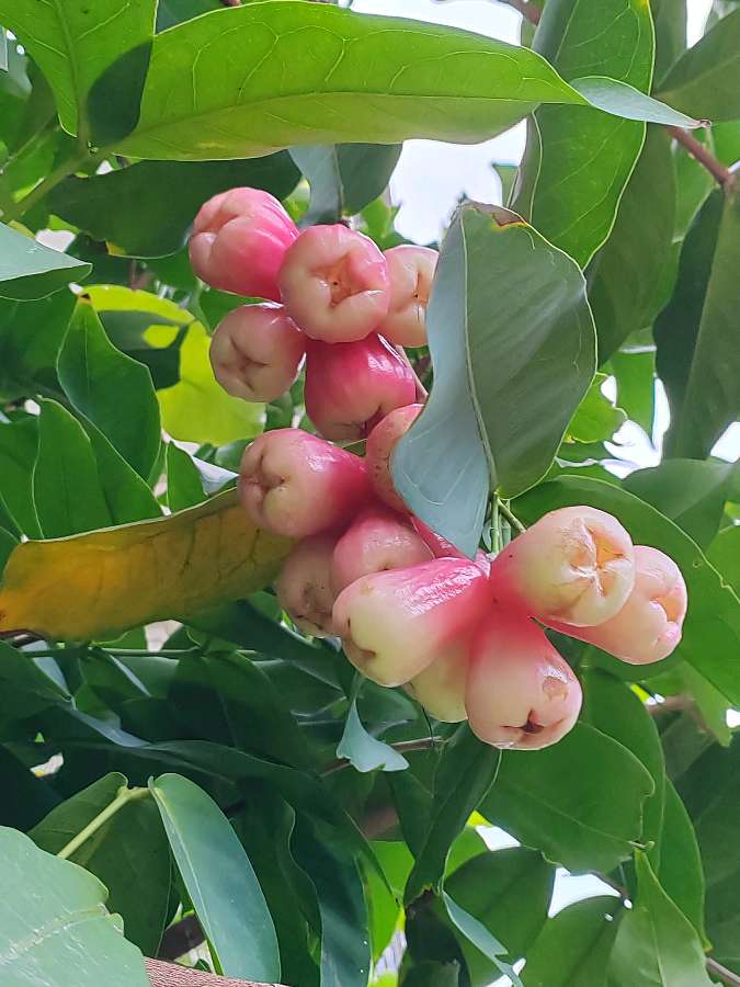 【摄影】国树森:诱人的花果（图32）