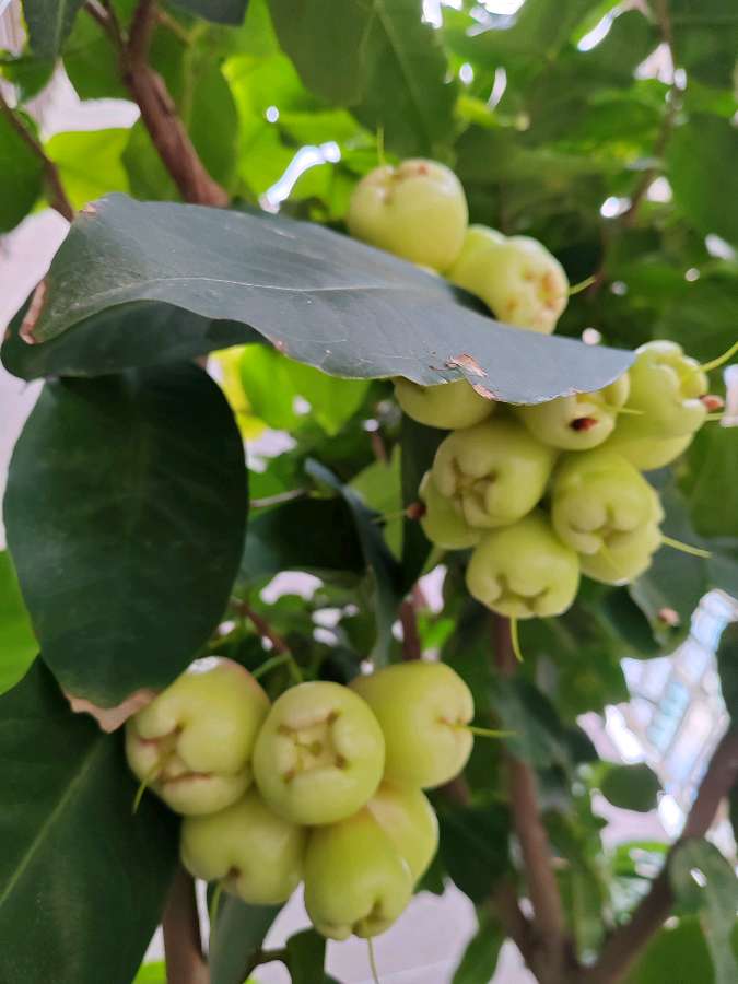 【摄影】国树森:诱人的花果（图35）