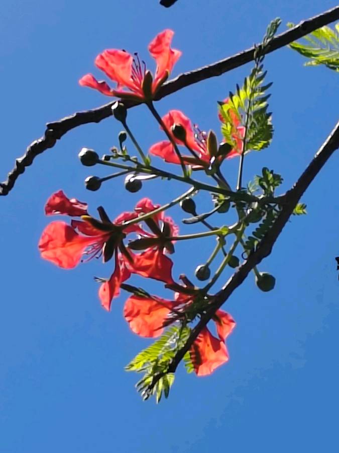【摄影】国树森:诱人的花果（图42）