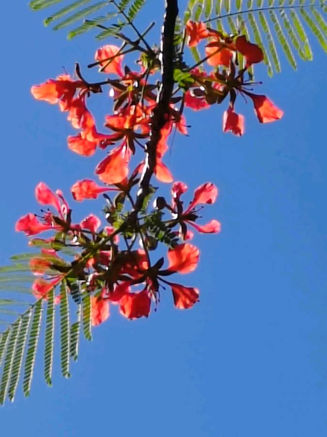 【摄影】国树森:诱人的花果（图40）