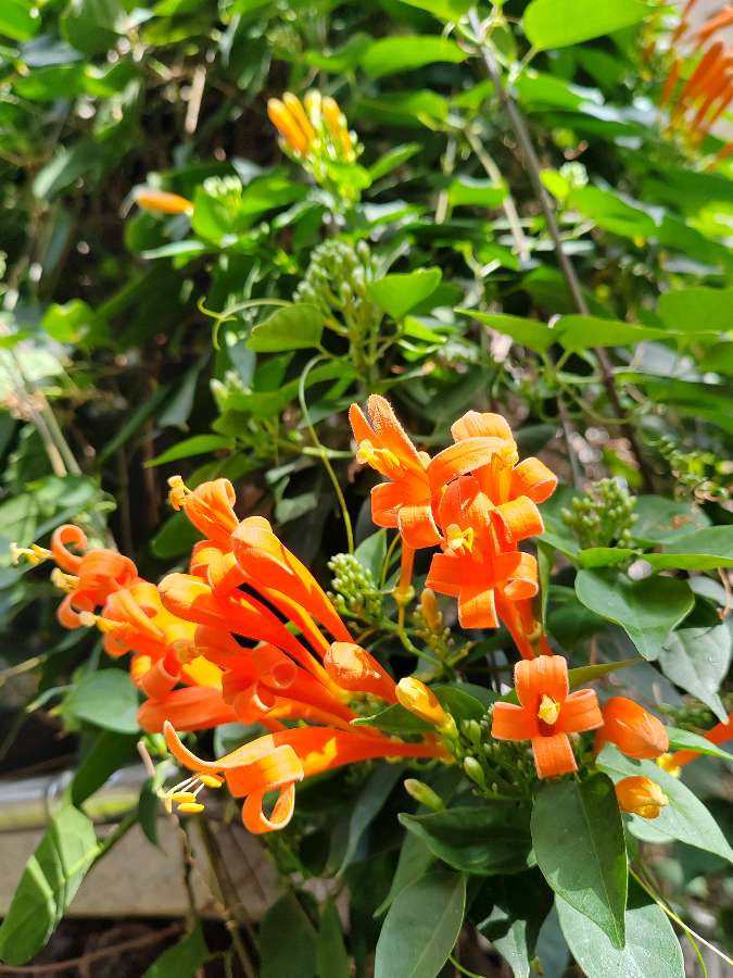 【摄影】国树森:诱人的花果（图44）
