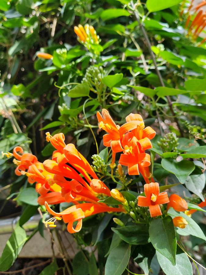 【摄影】国树森:诱人的花果（图45）