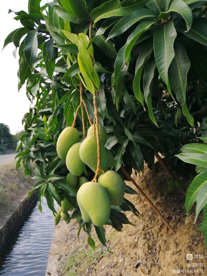 【摄影】国树森:诱人的花果（图51）