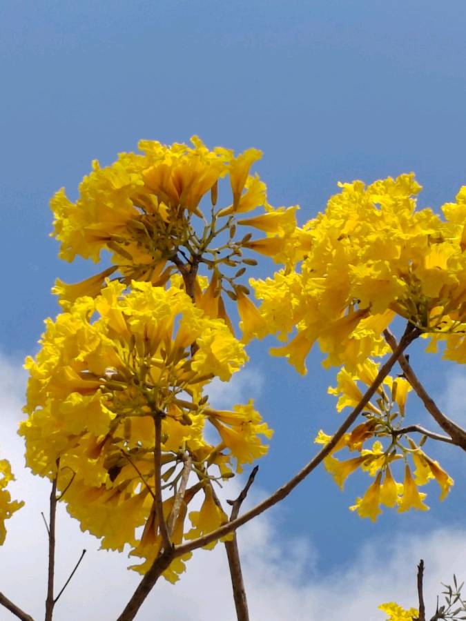 【摄影】国树森:诱人的花果（图61）