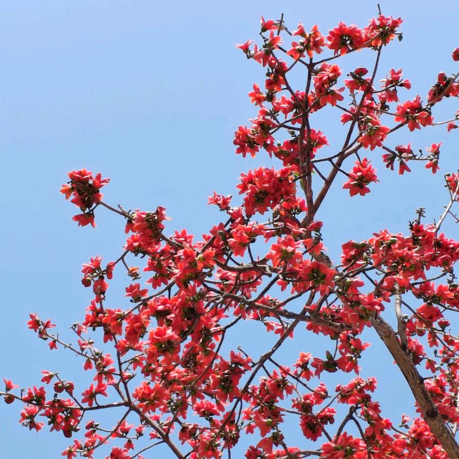 【摄影】国树森:诱人的花果（图65）