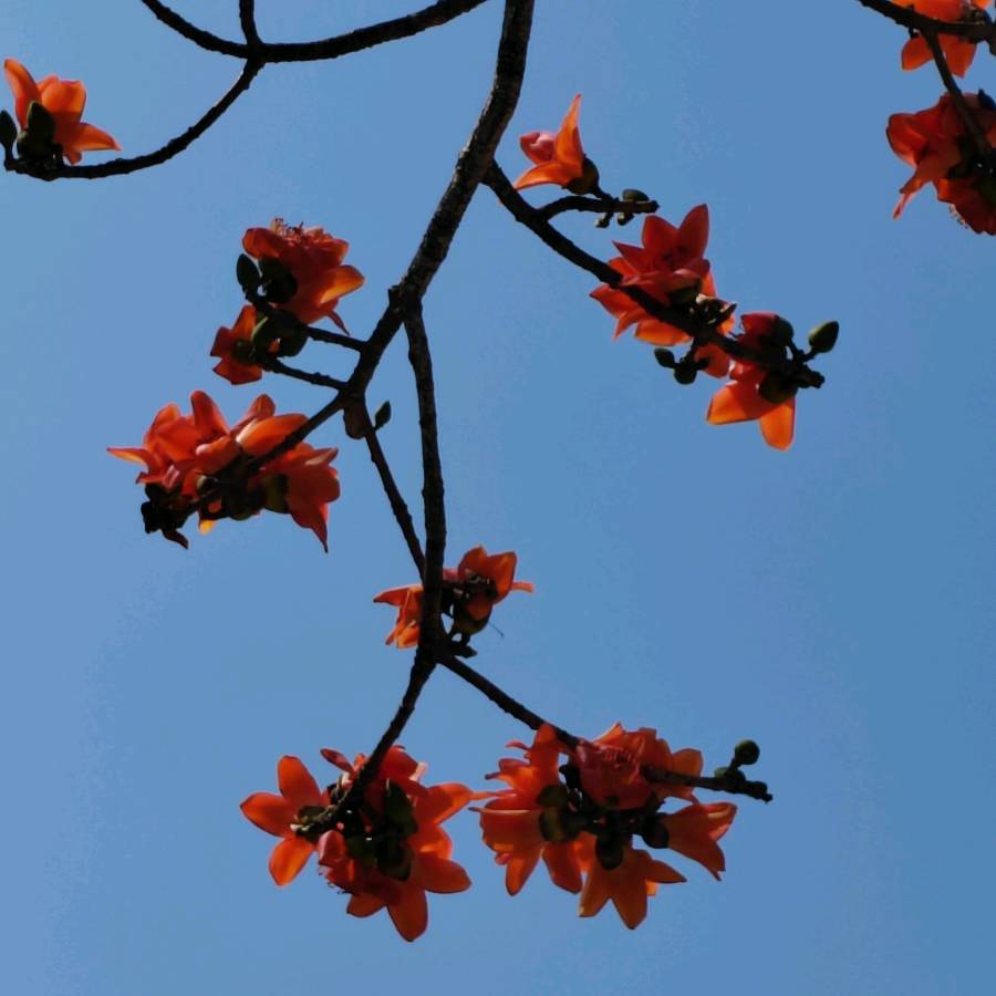 【摄影】国树森:诱人的花果（图69）