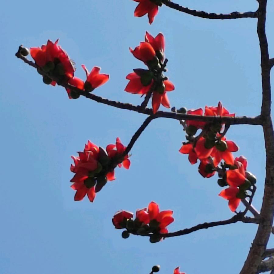 【摄影】国树森:诱人的花果（图72）