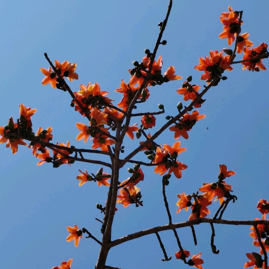 【摄影】国树森:诱人的花果（图70）