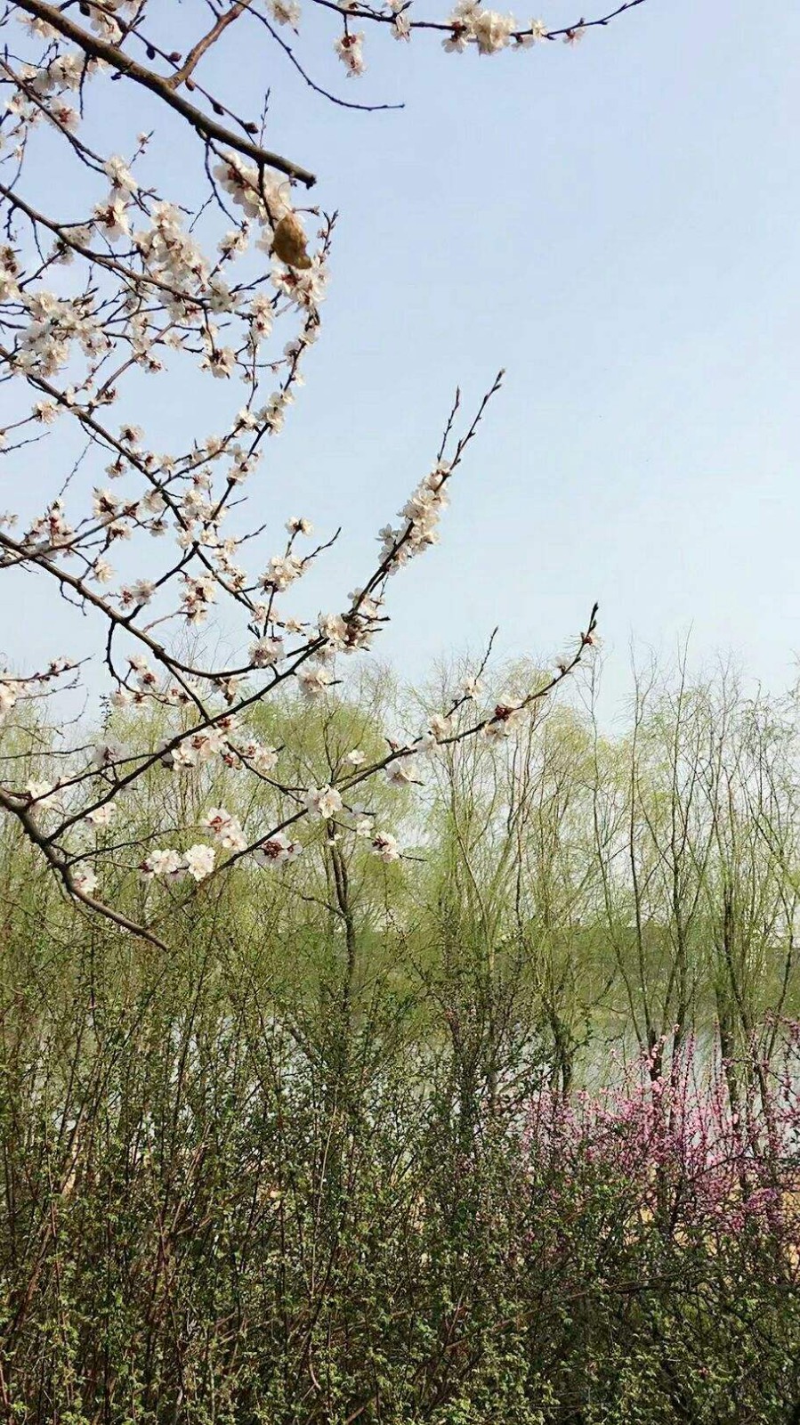 旭洋朗诵【端起春天的酒杯】作者/石志华（图7）