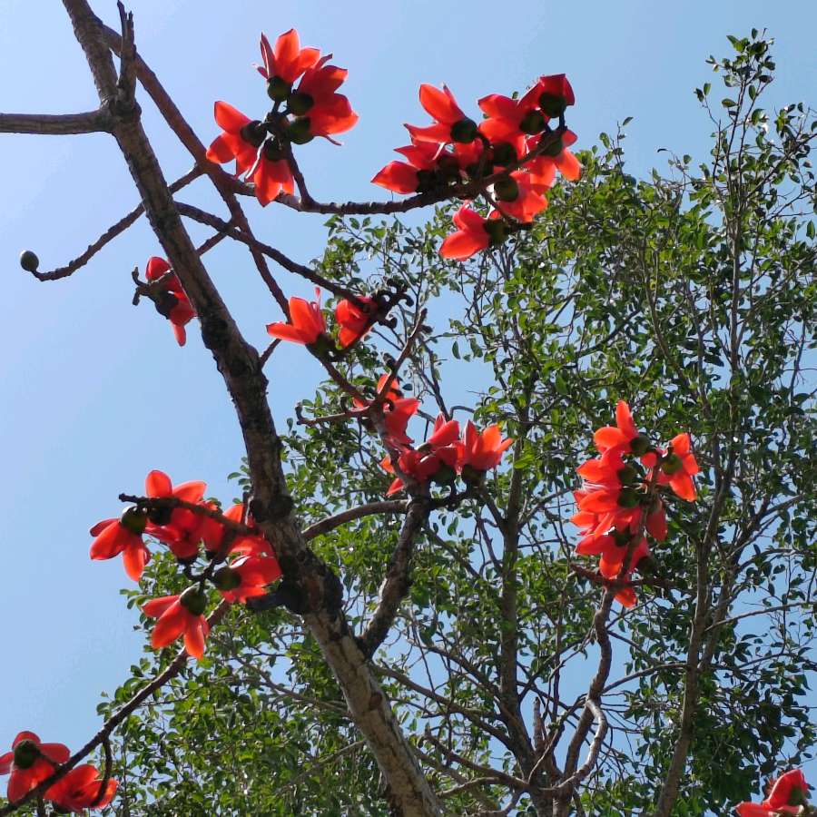 【摄影】国树森:诱人的花果（图74）