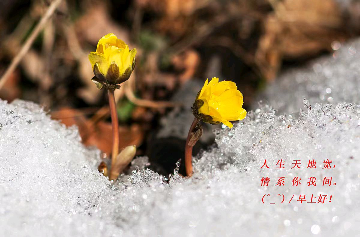 中华诗艺黑龙江分社●诗词联微刊(第35期)(图26)