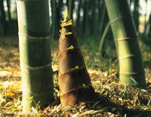 国风上海社金雨个人专刊—上海头条（图9）