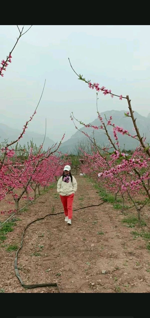 桃源梦花魂，唱和诗友真！
