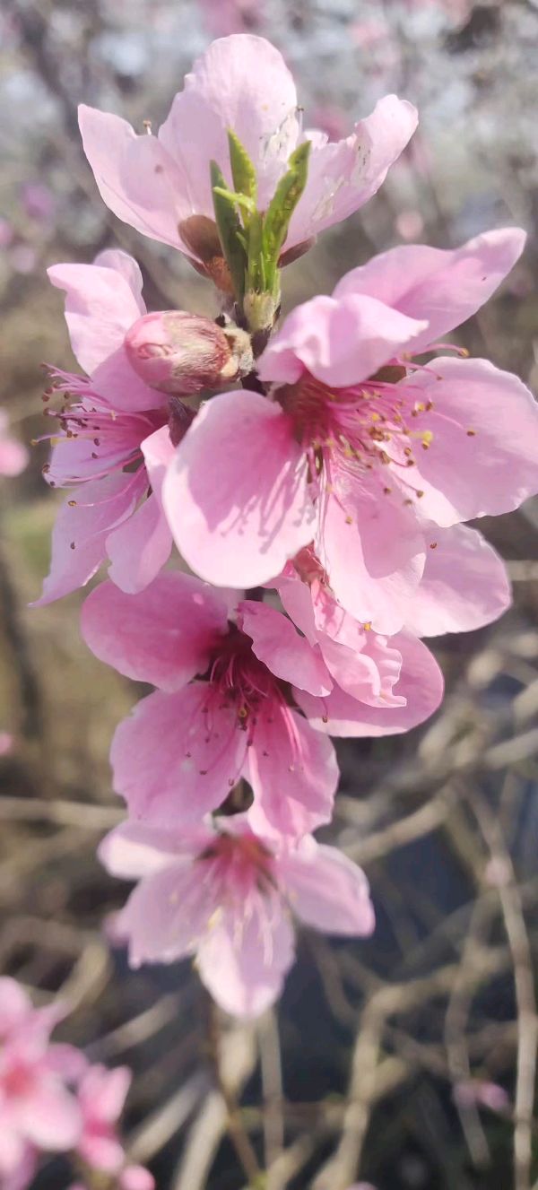 【摄影】王文芝:花儿美（图13）