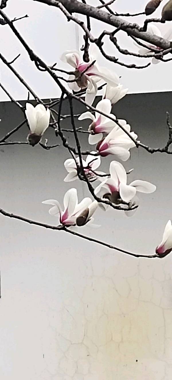 【摄影】王文芝:花儿美（图23）