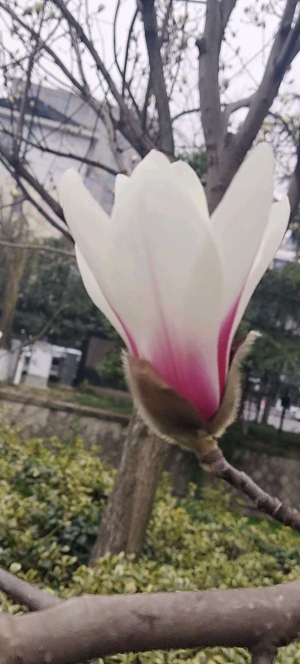 【摄影】王文芝:花儿美（图26）