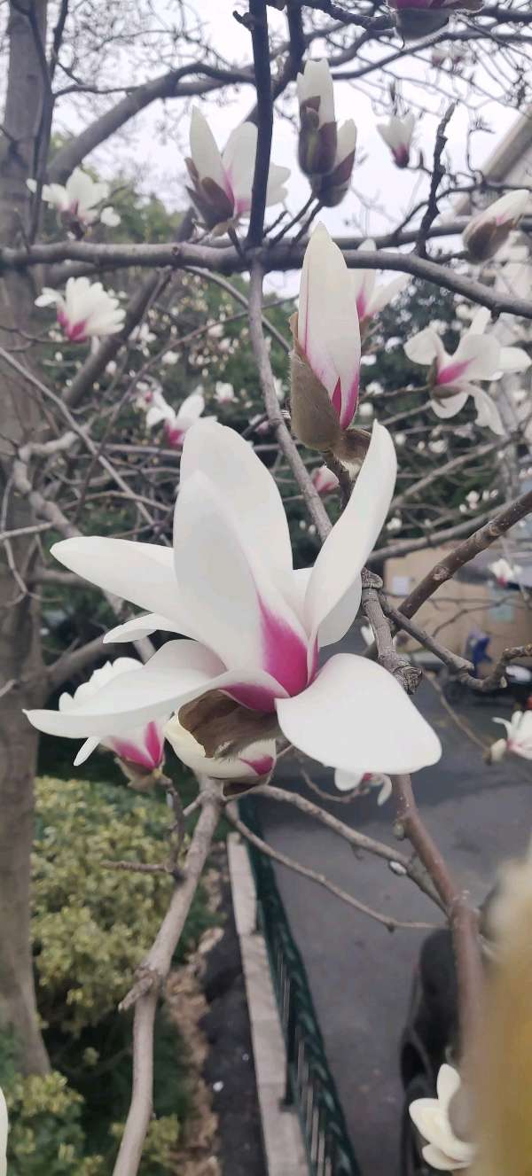 【摄影】王文芝:花儿美（图25）